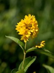 Garden Yellow Loosestrife 