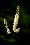 Black Cohosh 