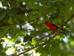 Scarlet Tanager