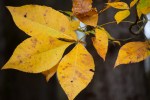 Hickory leaves