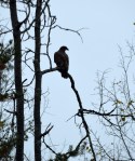 Immature Bald eagle