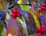 Dogwood berries