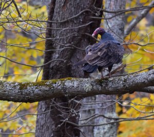 Turkey Vulture