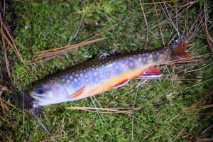 Native Brook Trout