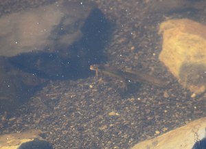Red-Spotted Newt