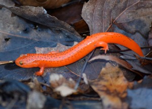Red Salamander 