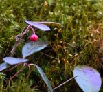 Teaberry in moss