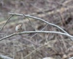 Song Sparrow